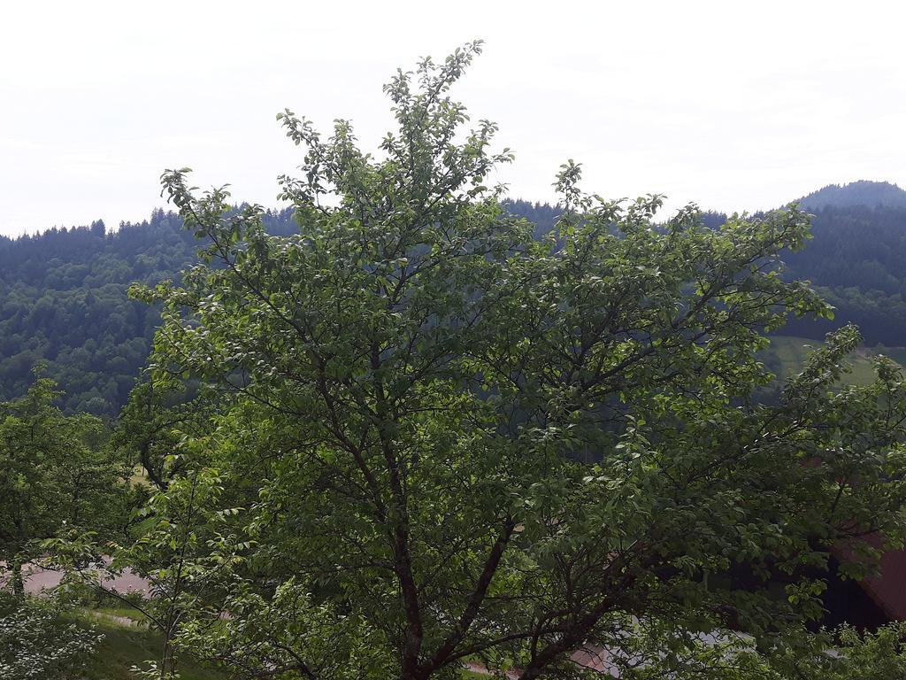 Ferienhof Fischer Seebach Exterior photo